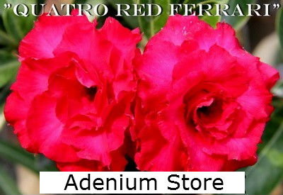 (image for) New Rare Adenium 'Quattro Red Ferrari' 5 Seeds - Click Image to Close